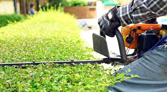 Hedge Cutting / Removal & Tree Surgery